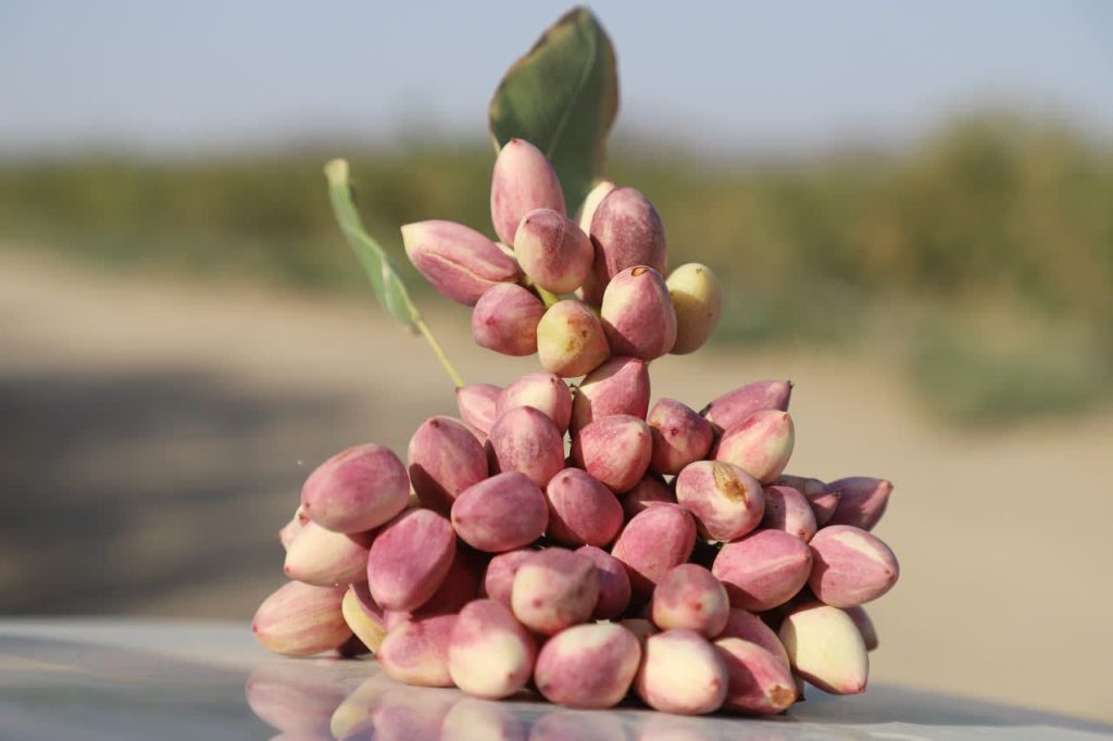 پسته رقم حسینی 